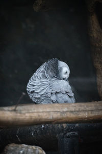 Close-up of parrot perching on wood