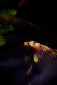 Close-up of fish swimming in sea