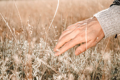 Close-up of hand touching wheat field