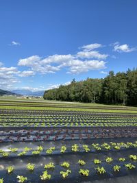 Scenic view of agricultural field against sky