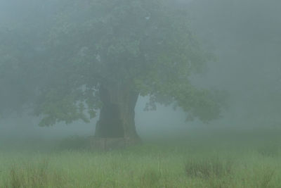 Trees on field