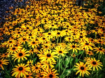 Close-up of yellow flowers blooming in field