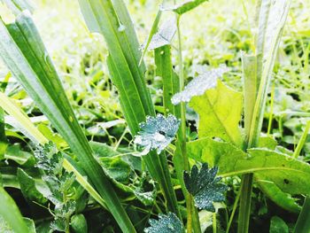 Close-up of fresh green plants with water drops on grass