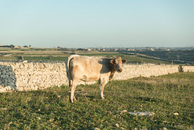 Full length side view of cow standing on field against sky