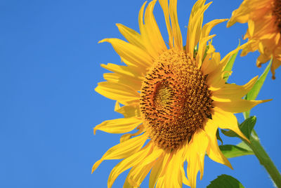 Closeup of a blossoming vivid yellow sunflower against sunny blue sky