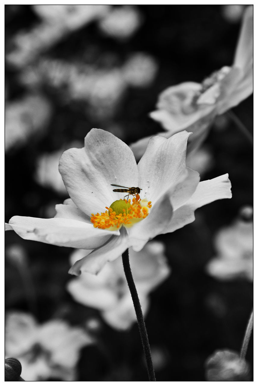 flower, transfer print, petal, flower head, fragility, freshness, focus on foreground, close-up, auto post production filter, white color, beauty in nature, growth, single flower, pollen, nature, stamen, blooming, insect, selective focus, outdoors