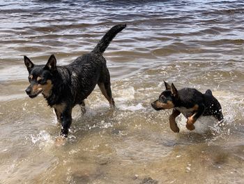 Dog running on beach