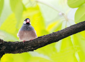 Bird perching on a branch