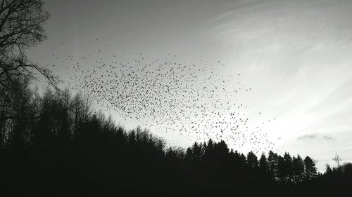 Low angle view of birds on tree