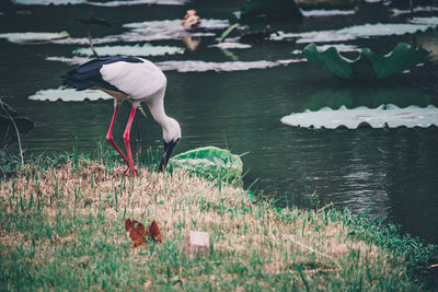 View of birds on lake