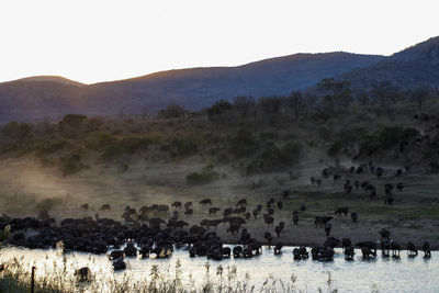 Scenic view of landscape against clear sky