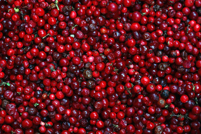 Close-up of berries