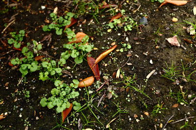 Close-up of plants growing in water