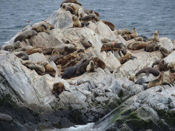 High angle view of sea lions on rock