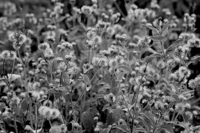 Close-up of flowers blooming in field