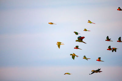 Low angle view of birds flying in the sky