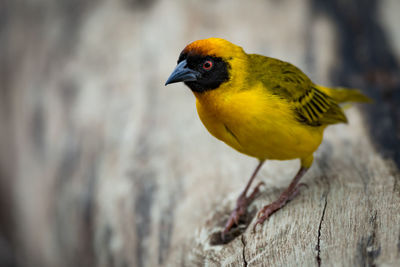 Yellow bird perching on wood