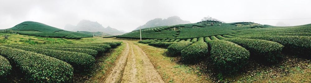 Panoramic view of agricultural field against sky