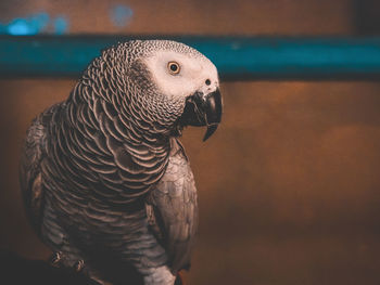 Close-up of eagle