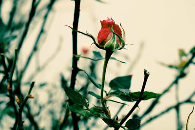 Close-up of red flowering plant