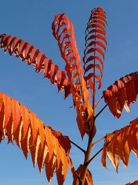 Low angle view of orange berries hanging against clear blue sky