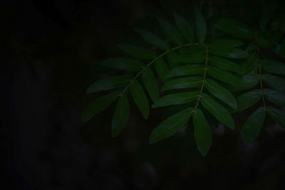 Close-up of leaves at night