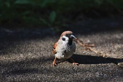 Close-up portrait of a bird