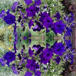 Close-up of purple blue flowers blooming outdoors