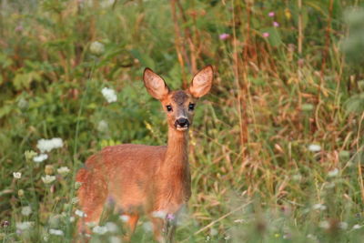 Portrait of deer standing on land