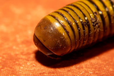 macro photography