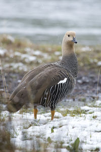 Side view of a bird in water