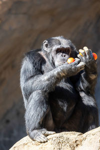 Chimpanzee examining his fruit