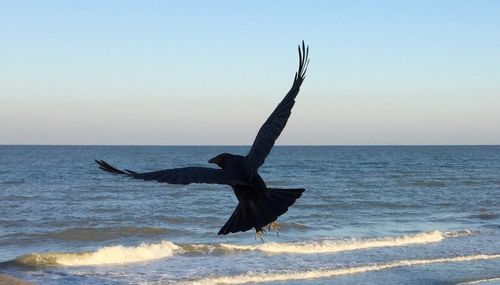 Bird flying over sea against sky