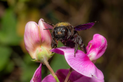 Portrai of a carpenter bee at a purple lupins blossom against dark background