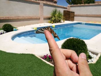Close-up of hand holding crab by swimming pool