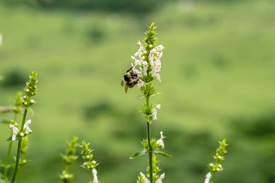 Insect on flower