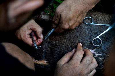 The dog gets a stitching wound after the fight tradition. 
