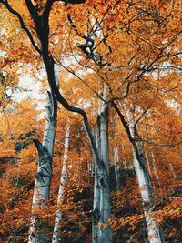 Low angle view of trees in forest during autumn
