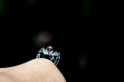 Close-up of insect on hand