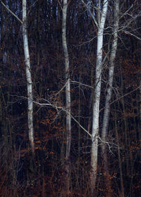 Full frame shot of bare trees in forest