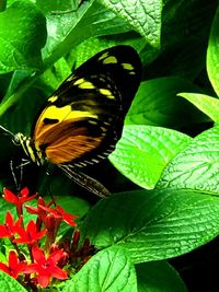Close-up of butterfly pollinating on plant