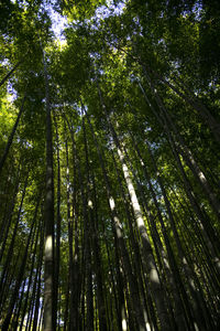 Low angle view of bamboo trees in forest