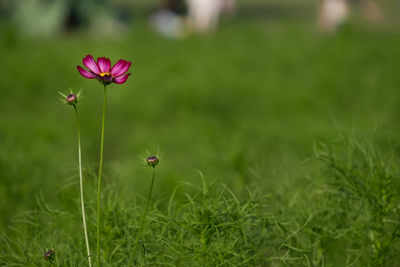 Close-up of pink flowers blooming in field
