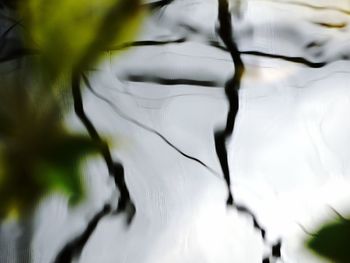 High angle view of plant by lake