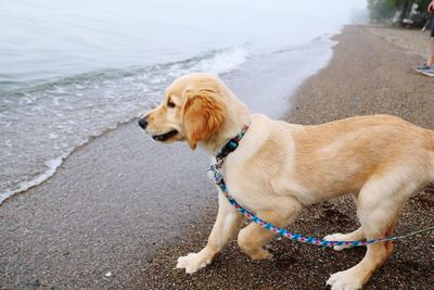 Dog looking at sea shore