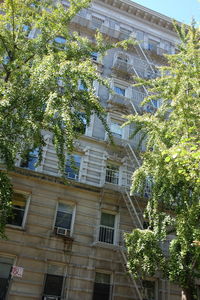 Low angle view of tree in city