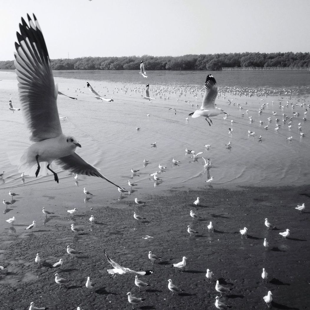 bird, animal themes, animals in the wild, flying, wildlife, seagull, spread wings, beach, water, sea, flock of birds, mid-air, nature, shore, sky, clear sky, day, sea bird, medium group of animals