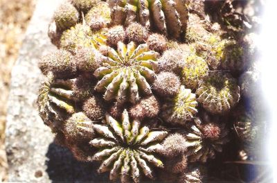 Close-up of cactus plant