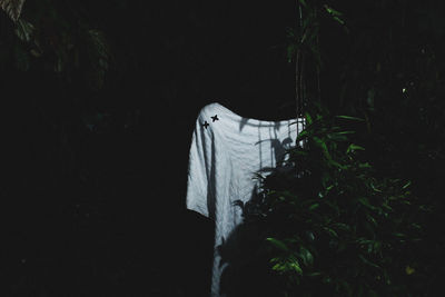 Close-up of clothes drying on plant at night