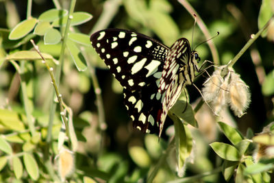 Close-up of butterfly on leaf